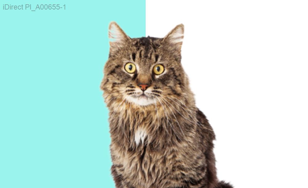 2023年必看！全台十大寵物美容店推薦，打造愛寵新形象圖片